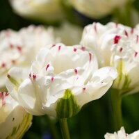 Tulipa Danceline