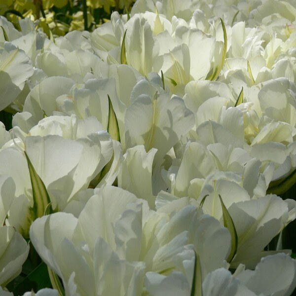 Tulipa White Valley