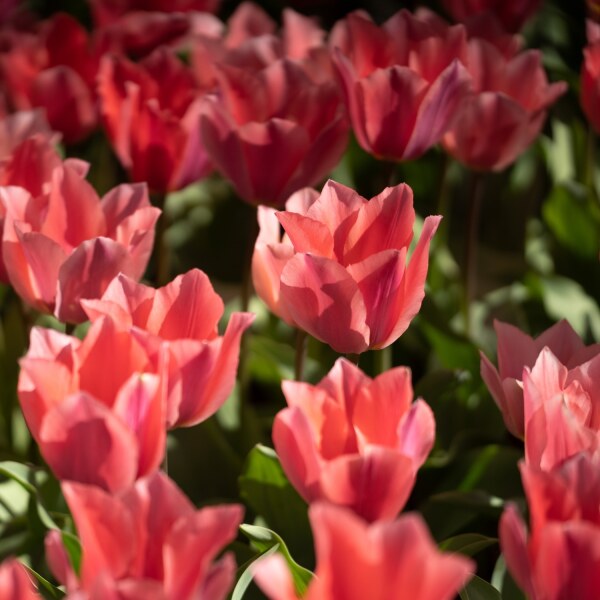 Tulipa fosteriana Albert Heijn