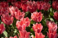 Tulipa fosteriana Albert Heijn