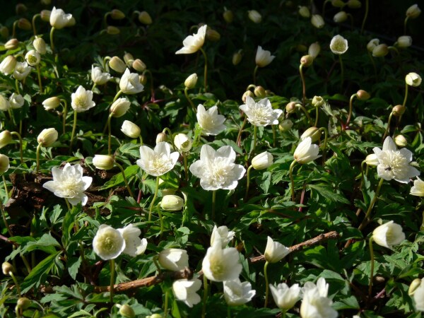 Anemone nemorosa Vestal