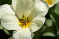 Tulipa fosteriana Purissima