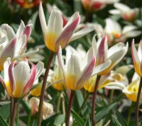 Tulipa kaufmanniana Ice Stick