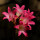 Amaryllis belladonna rosea