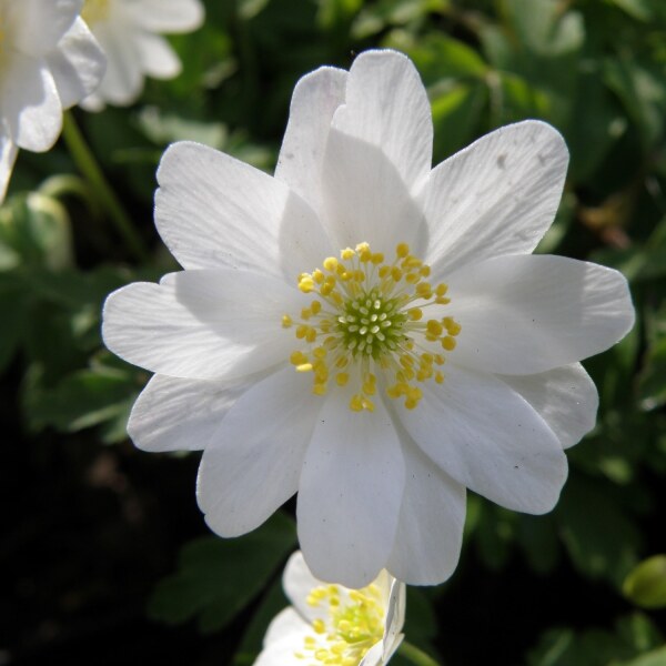 Anemone nemorosa Hilda