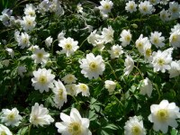 Anemone nemorosa Hilda