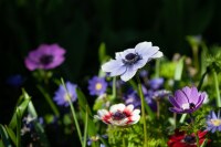 Anemone coronaria De Caen (Mischung)