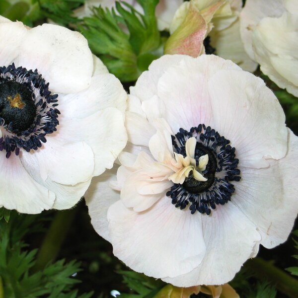 Anemone coronaria Bride