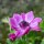 Anemone coronaria Sylphide