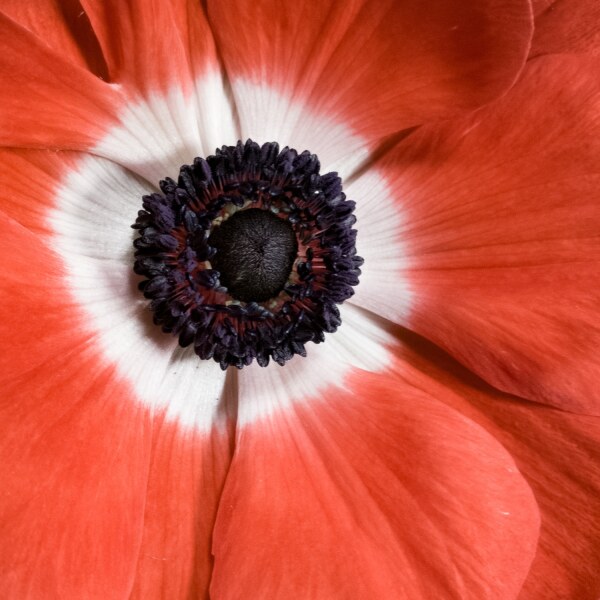 Anemone coronaria Hollandia