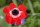 Anemone coronaria Hollandia