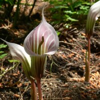 Arisaema candidissimum