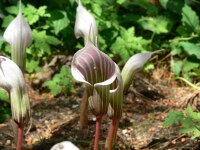 Arisaema candidissimum