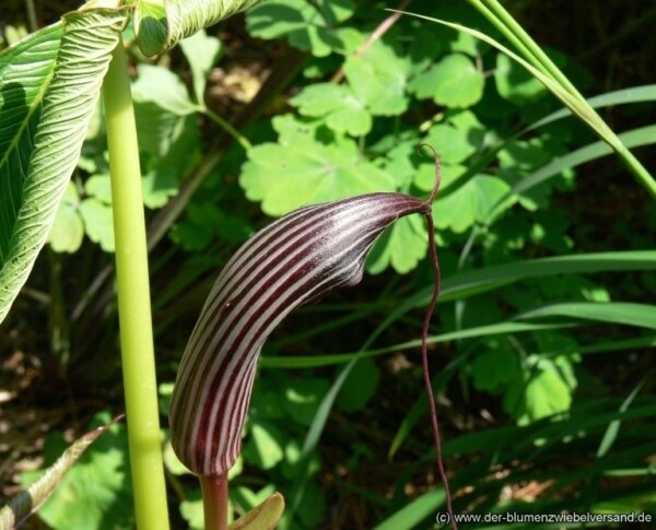 Arisaema costatum