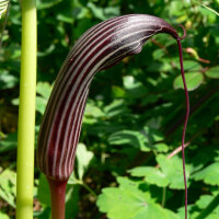 Arisaema costatum