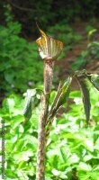 Arisaema nepenthoides