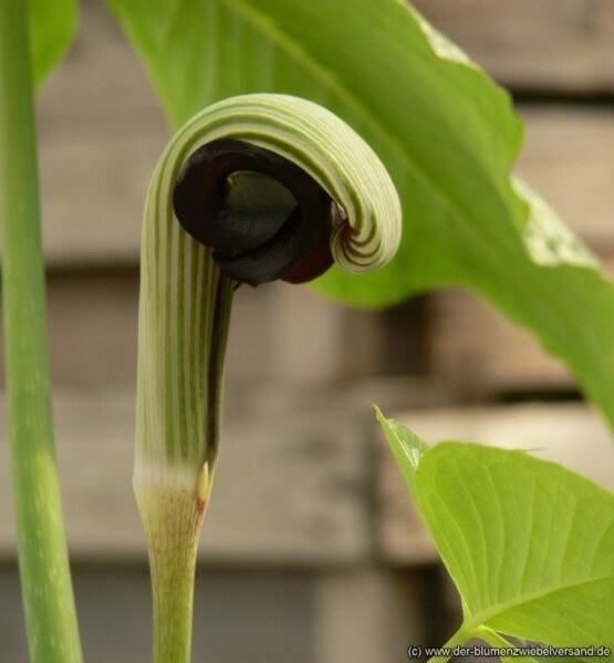 Arisaema ringens