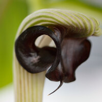 Arisaema ringens