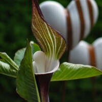 Arisaema sikokianum