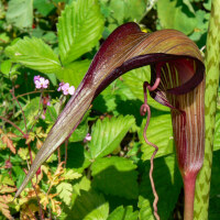 Arisaema speciosum