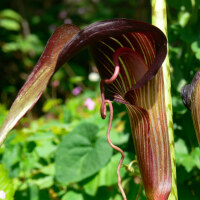 Arisaema speciosum