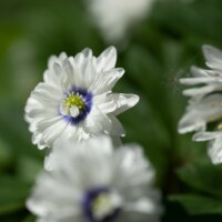 Anemone nemorosa Blue Eyes