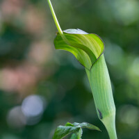 Arisaema tortuosum