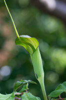 Arisaema tortuosum