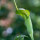 Arisaema tortuosum