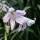 Crinum x powellii