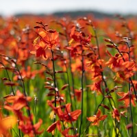 Crocosmia x crocosmiiflora Anna Marie