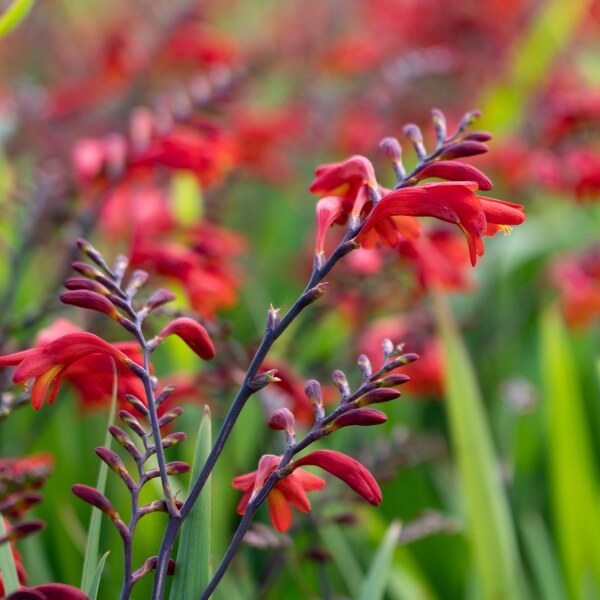 Crocosmia x crocosmiiflora Emberglow