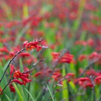 Crocosmia x crocosmiiflora Emberglow