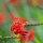 Crocosmia x crocosmiiflora Lucifer