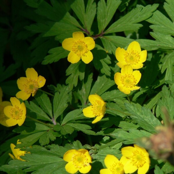 Anemone ranunculoides