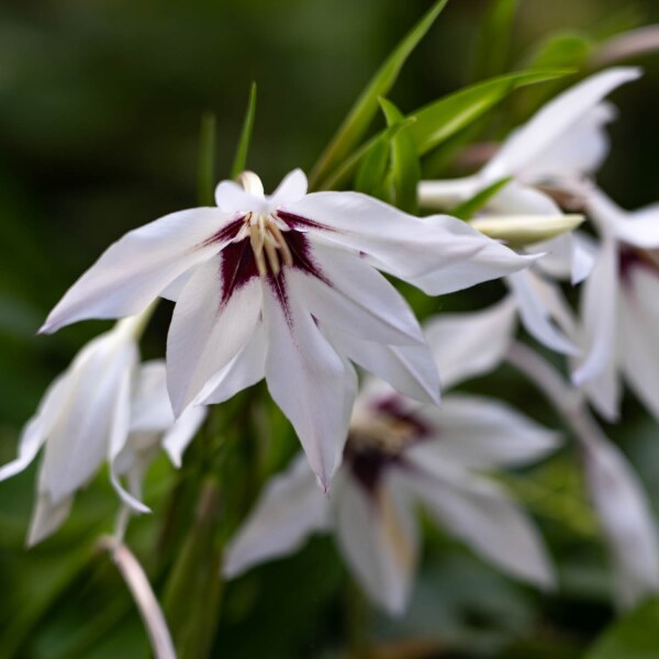 Gladiolus callianthus Murielae