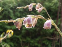 Gladiolus papilio