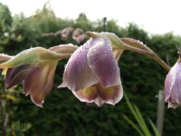 Gladiolus papilio