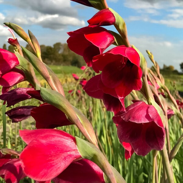 Gladiolus papilio Ruby