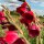 Gladiolus papilio Ruby