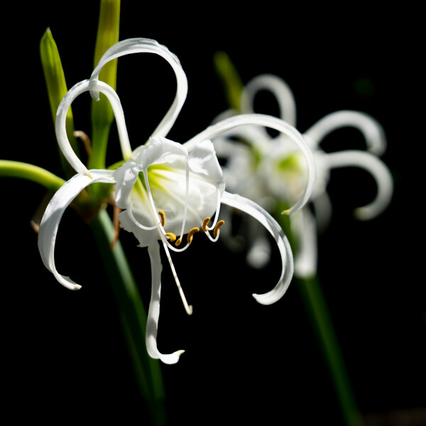 Hymenocallis festalis