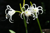 Hymenocallis festalis