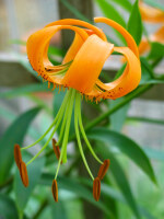 Lilium henryi