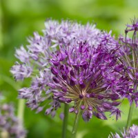 Allium aflatunense