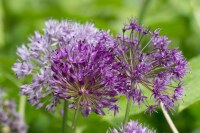 Allium aflatunense