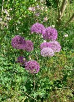 Allium aflatunense