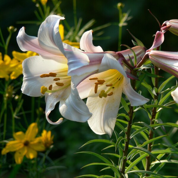 Lilium regale