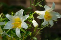 Lilium regale Album