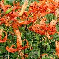 Lilium lancifolium splendens