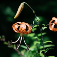 Lilium lancifolium splendens